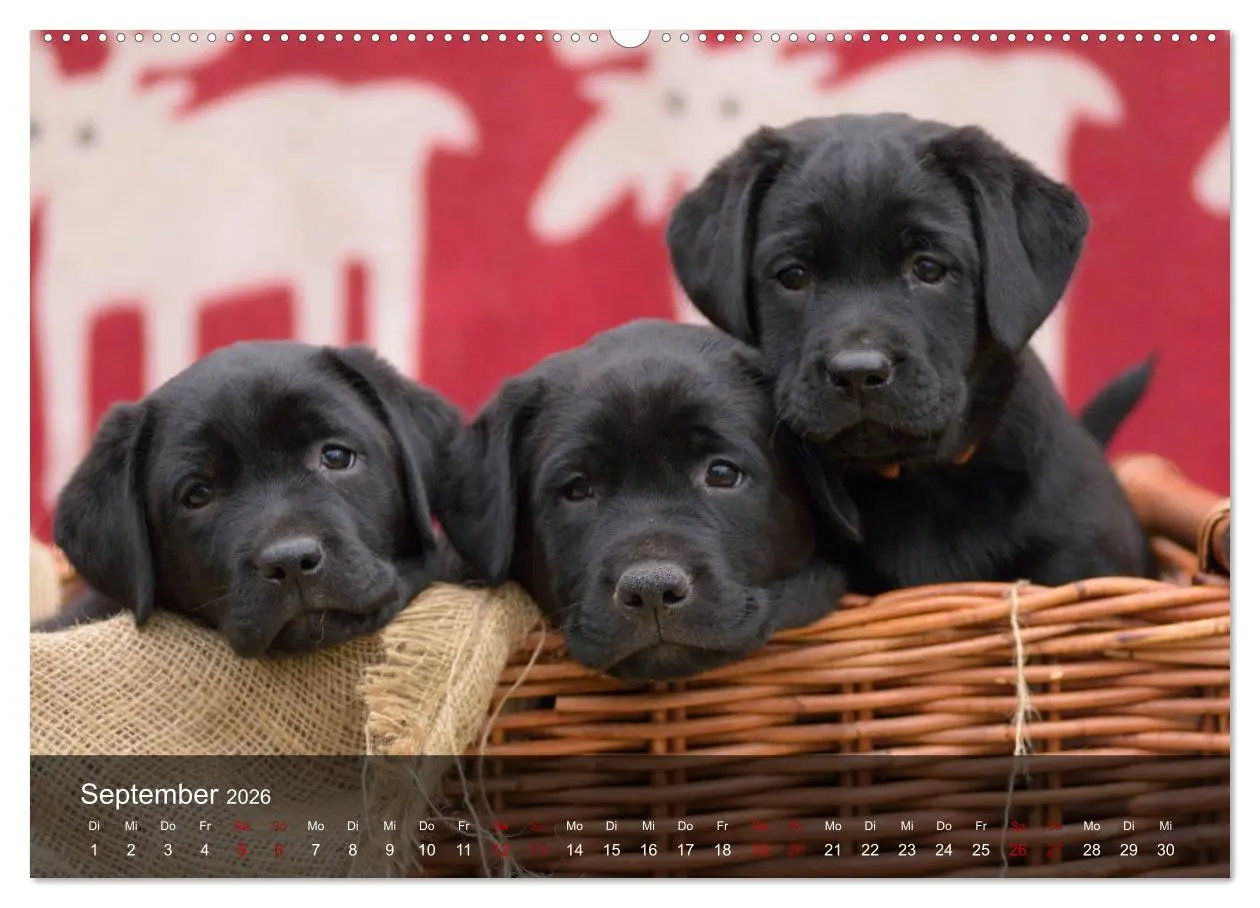 Bild: 9783457770108 | Labrador Retriever Welpen (hochwertiger Premium Wandkalender 2026...