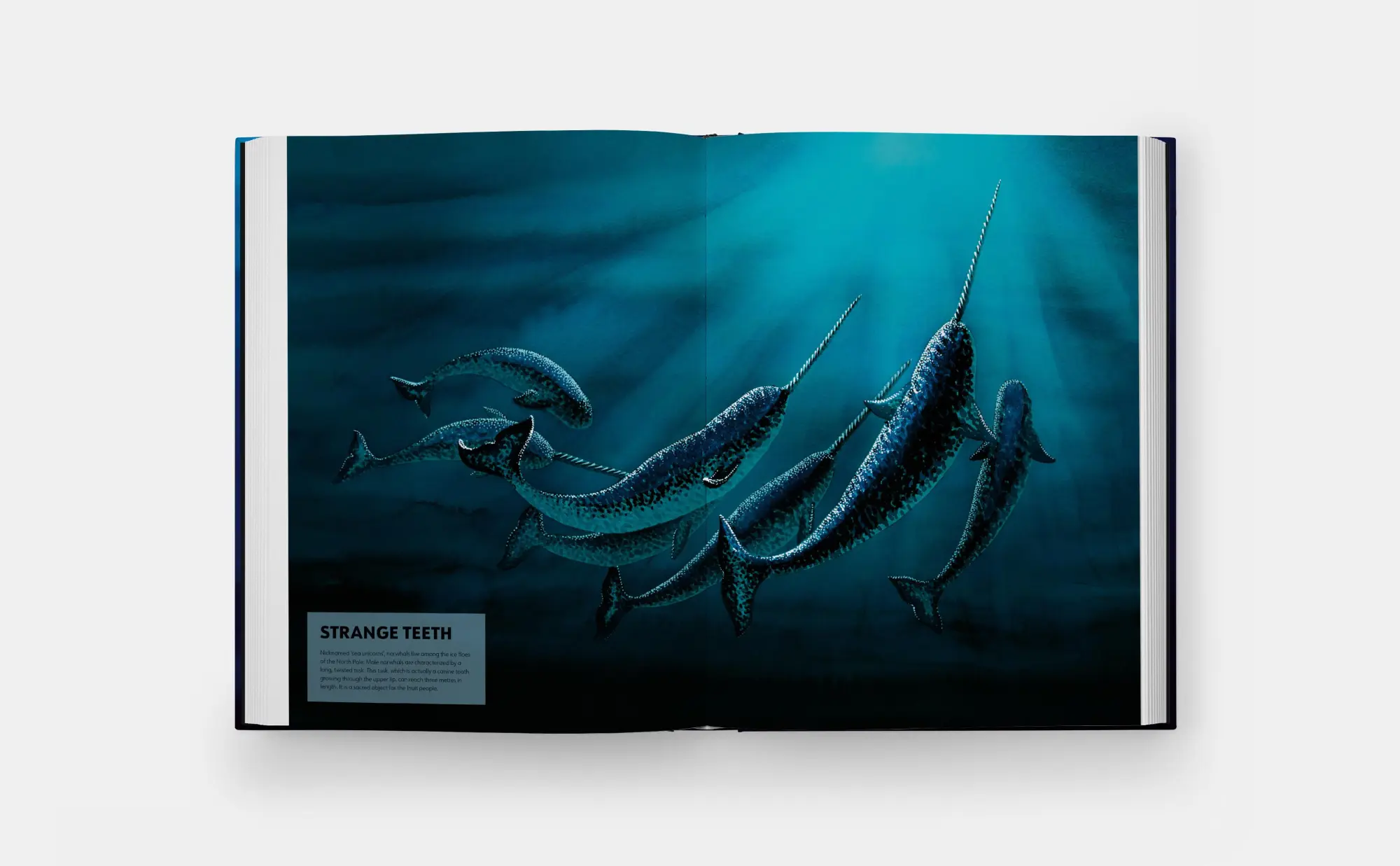 Bild: 9781837290208 | Mysteries of Marine Mammals | Amandine Delaunay | Buch | 48 S. | 2025