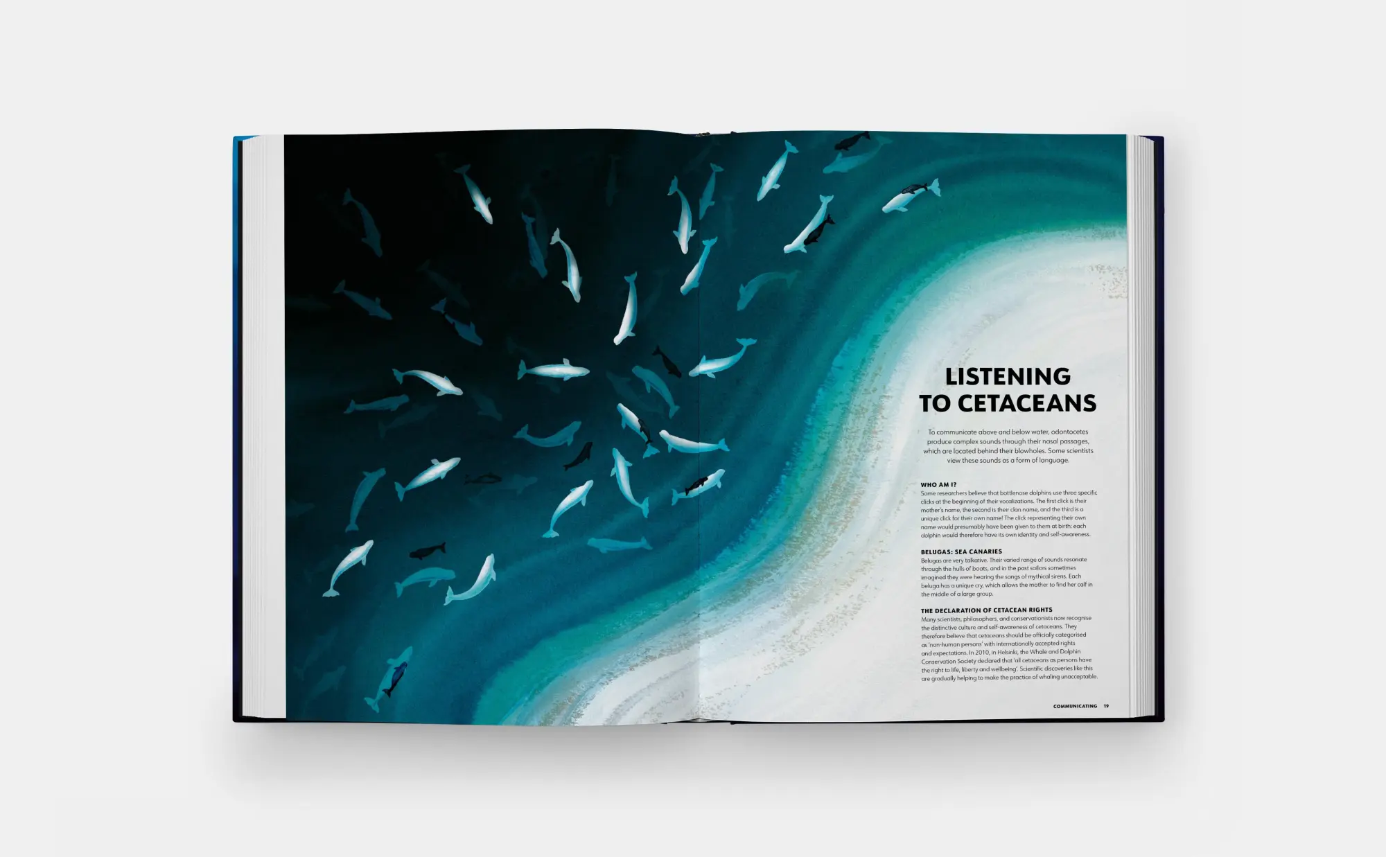Bild: 9781837290208 | Mysteries of Marine Mammals | Amandine Delaunay | Buch | 48 S. | 2025