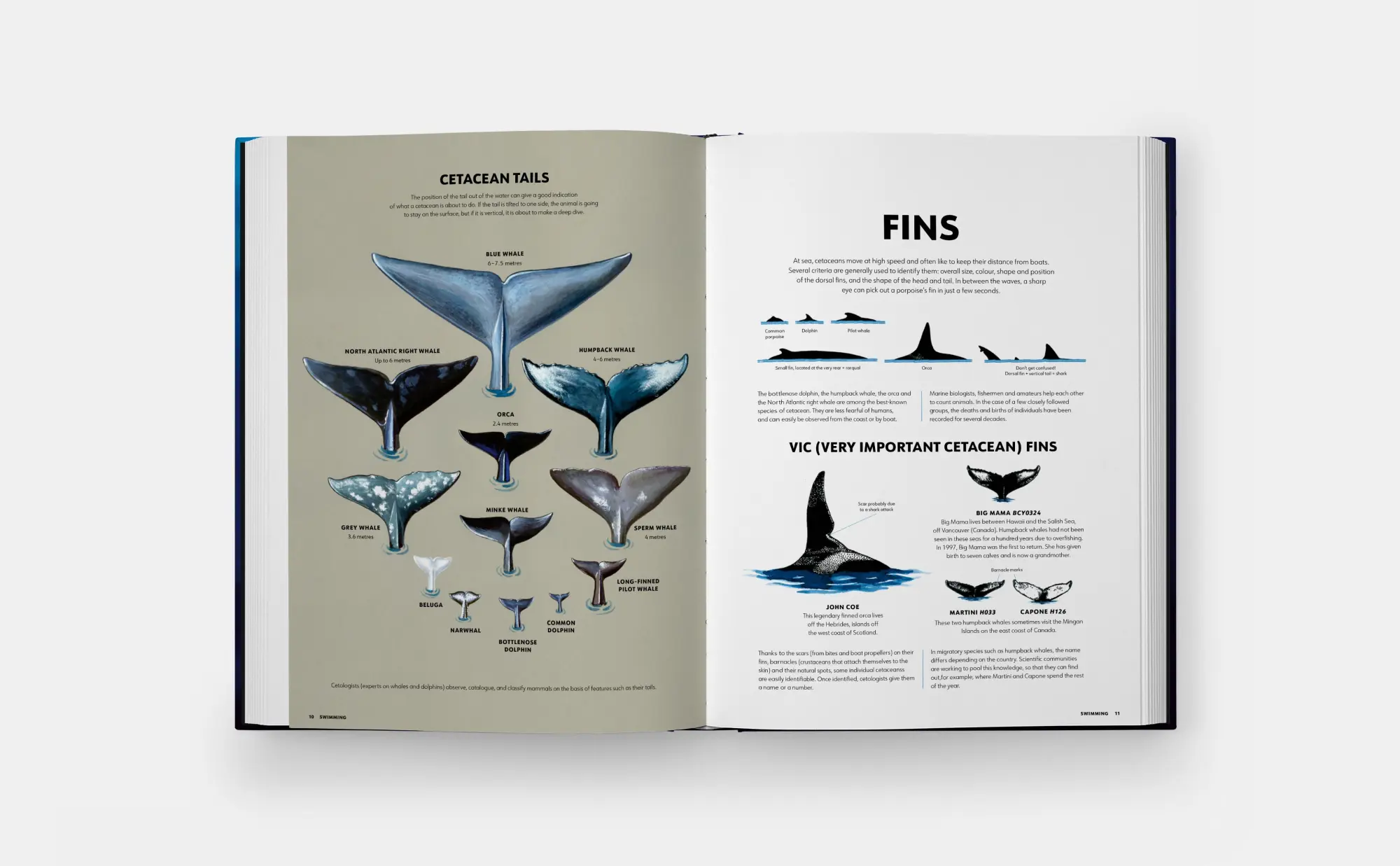 Bild: 9781837290208 | Mysteries of Marine Mammals | Amandine Delaunay | Buch | 48 S. | 2025