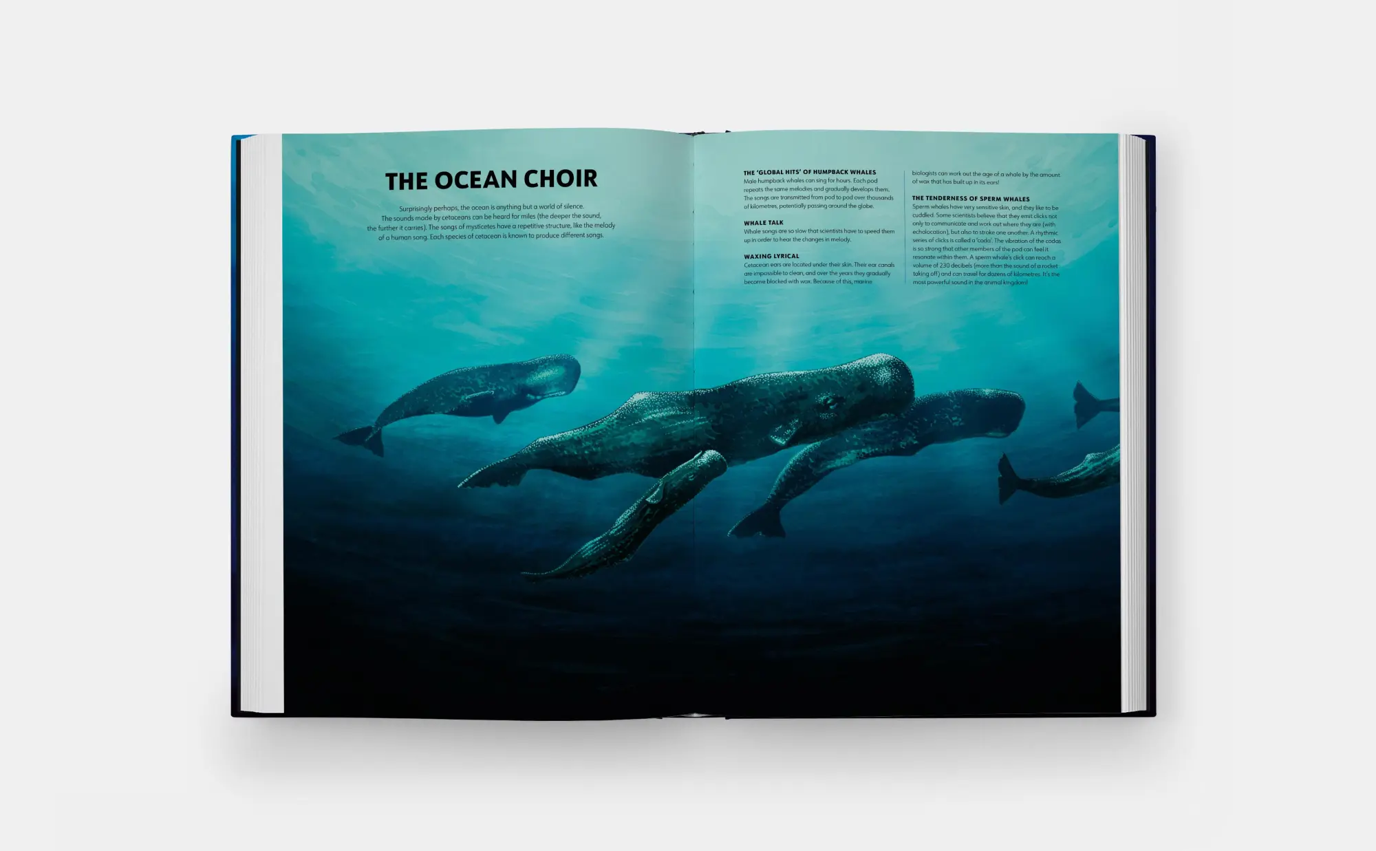Bild: 9781837290208 | Mysteries of Marine Mammals | Amandine Delaunay | Buch | 48 S. | 2025