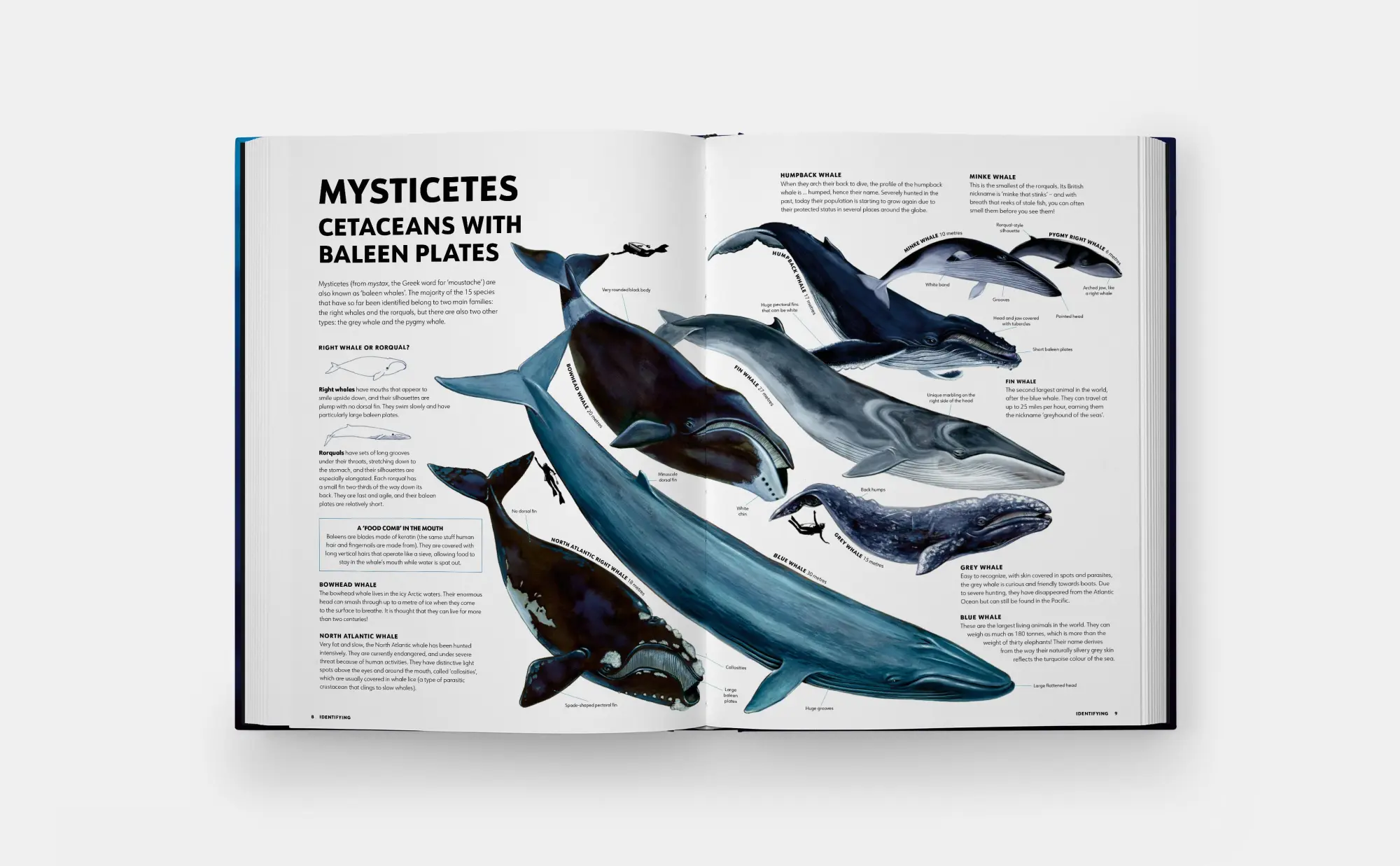 Bild: 9781837290208 | Mysteries of Marine Mammals | Amandine Delaunay | Buch | 48 S. | 2025