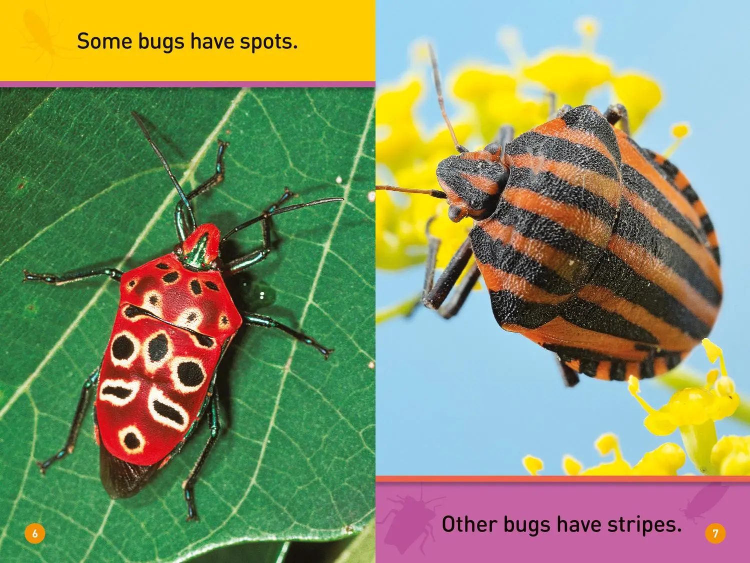Bild: 9781426330308 | Bugs! (National Geographic Kids Readers, Pre-Reader) | Shira Evans