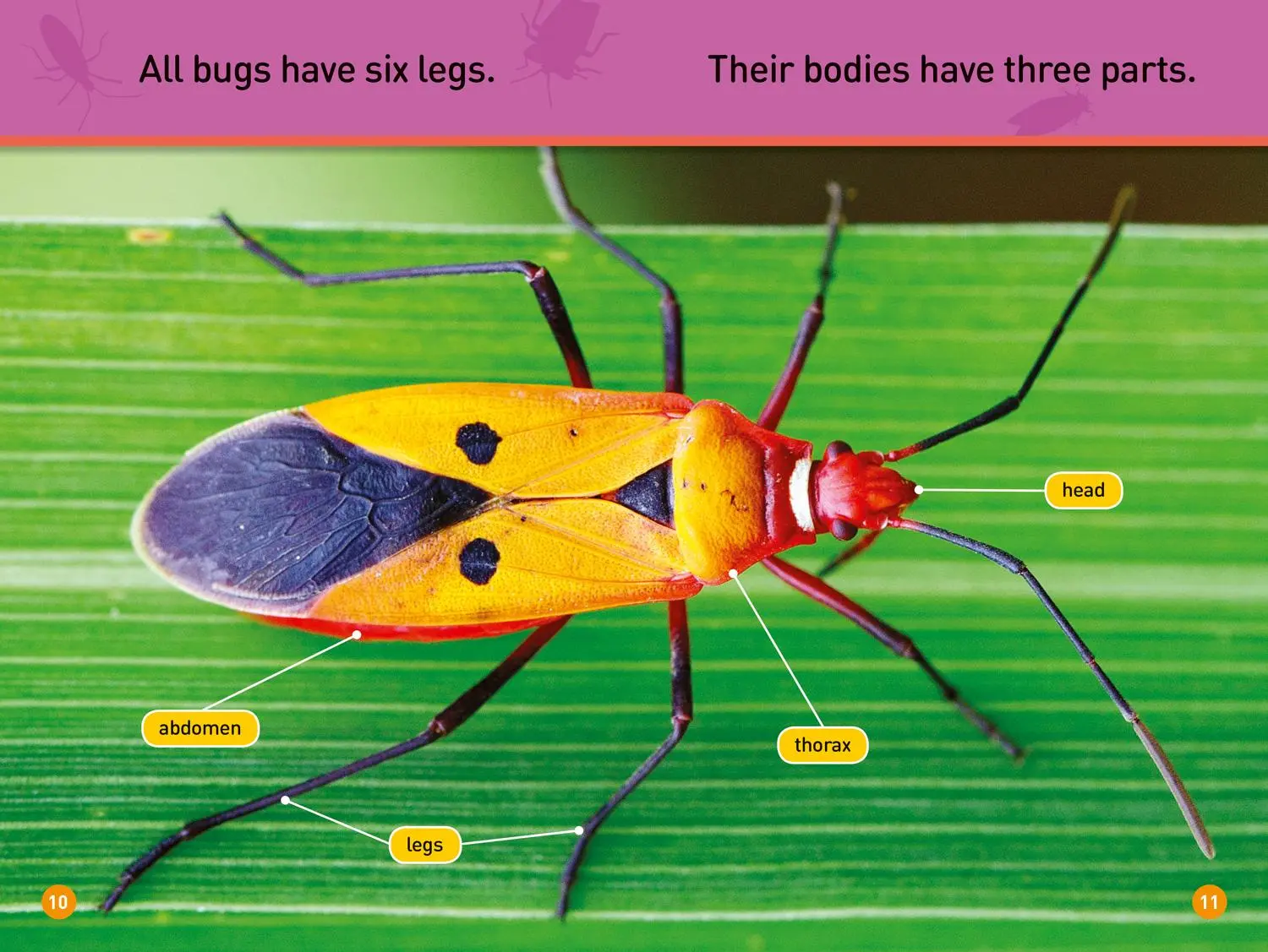 Bild: 9781426330308 | Bugs! (National Geographic Kids Readers, Pre-Reader) | Shira Evans
