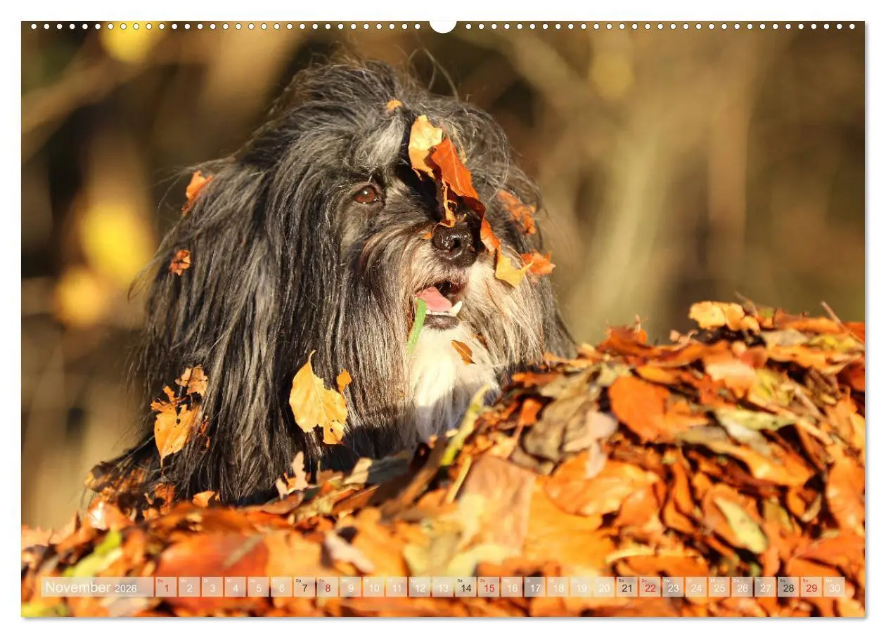 Bild: 9783457680308 | Tibet Terrier Theo (hochwertiger Premium Wandkalender 2026 DIN A2...