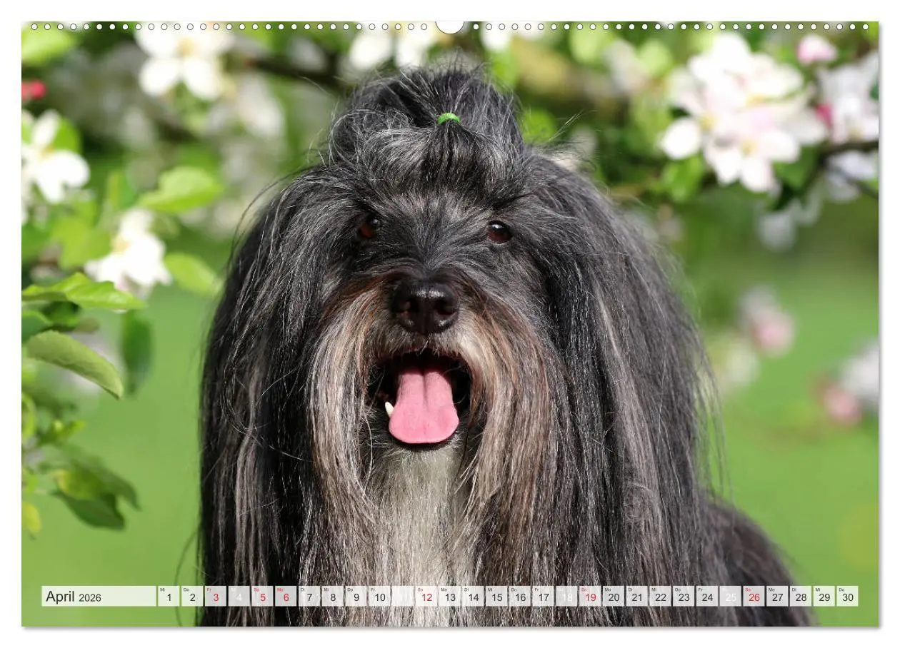 Bild: 9783457680308 | Tibet Terrier Theo (hochwertiger Premium Wandkalender 2026 DIN A2...