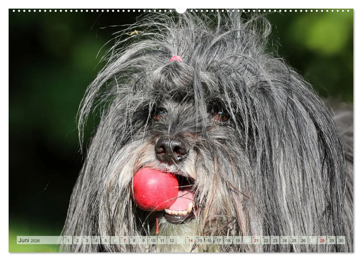 Bild: 9783457680308 | Tibet Terrier Theo (hochwertiger Premium Wandkalender 2026 DIN A2...