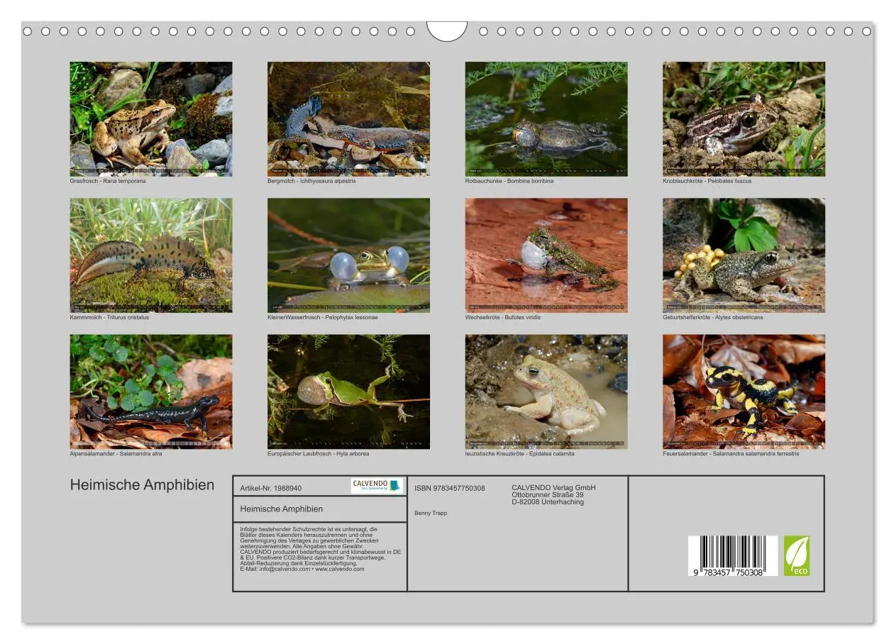 Bild: 9783457750308 | Heimische Amphibien (Wandkalender 2026 DIN A3 quer), CALVENDO...