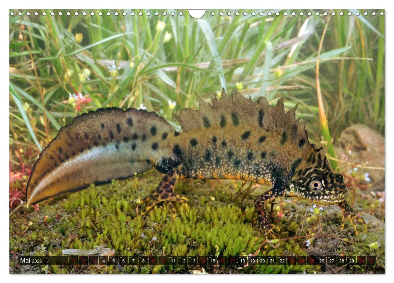 Bild: 9783457750308 | Heimische Amphibien (Wandkalender 2026 DIN A3 quer), CALVENDO...