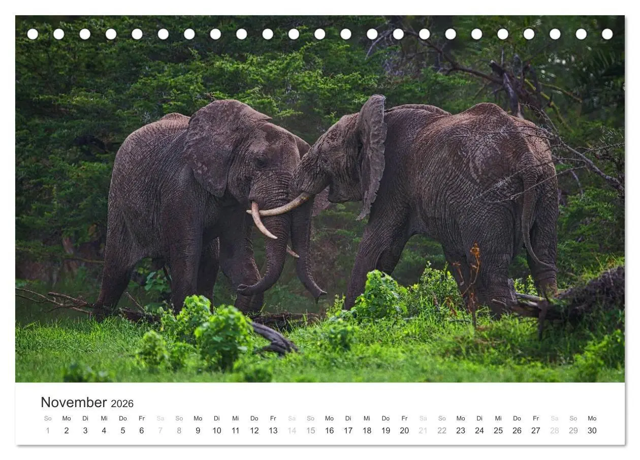 Bild: 9783457980408 | Elefanten - Sanfte Riesen in Afrika (Tischkalender 2026 DIN A5...