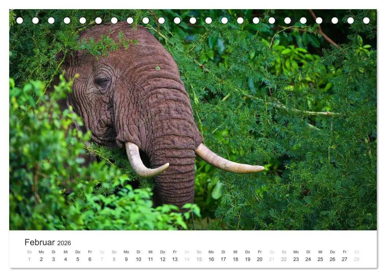 Bild: 9783457980408 | Elefanten - Sanfte Riesen in Afrika (Tischkalender 2026 DIN A5...