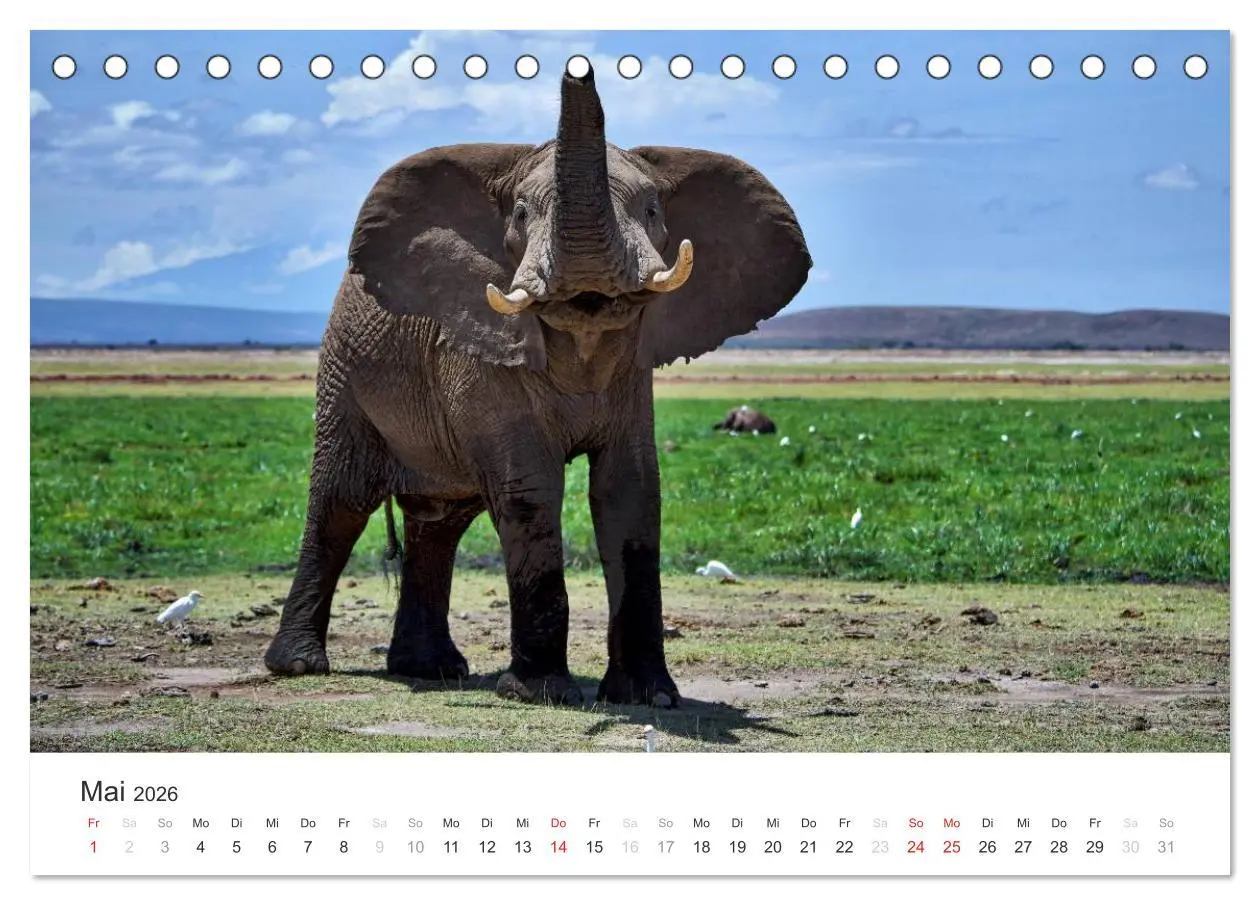 Bild: 9783457980408 | Elefanten - Sanfte Riesen in Afrika (Tischkalender 2026 DIN A5...