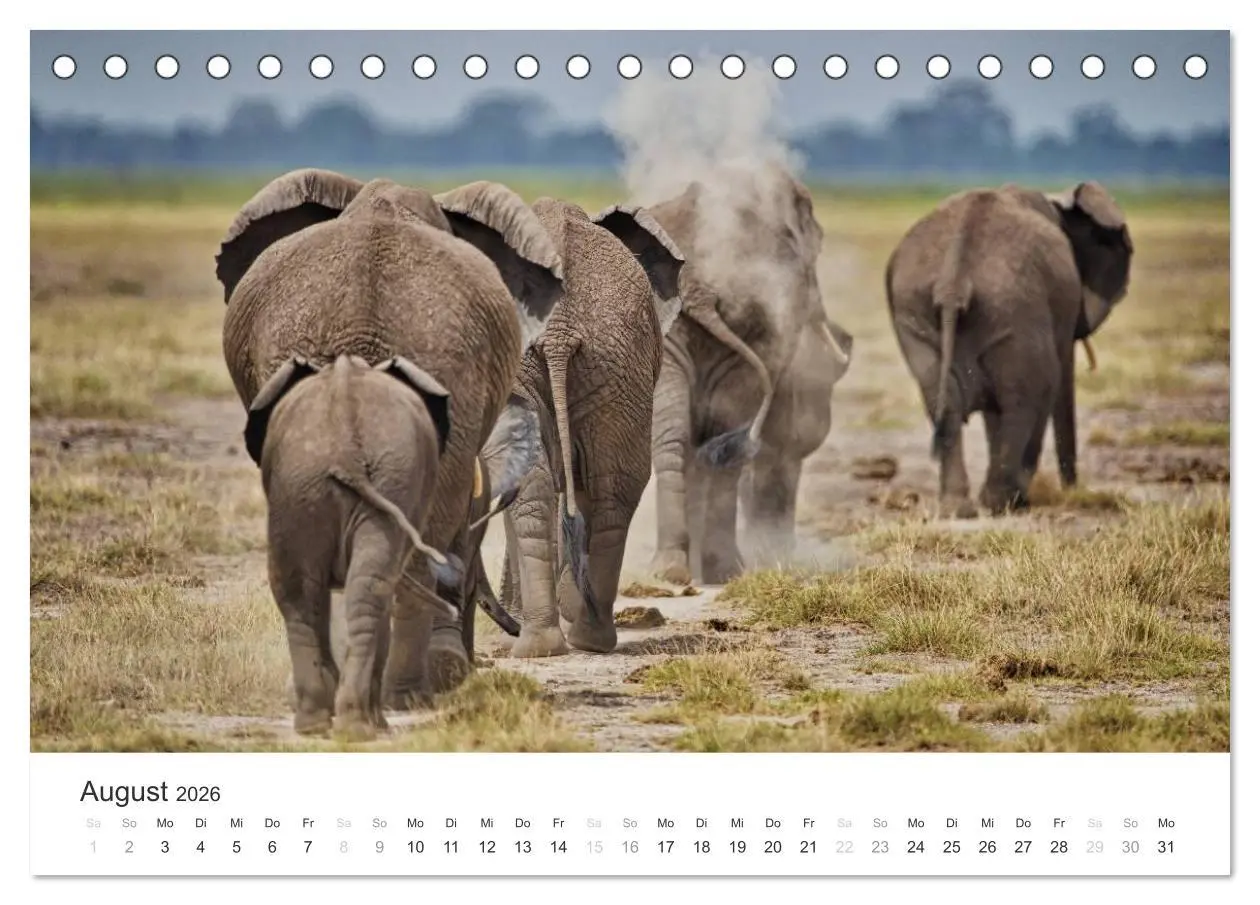 Bild: 9783457980408 | Elefanten - Sanfte Riesen in Afrika (Tischkalender 2026 DIN A5...