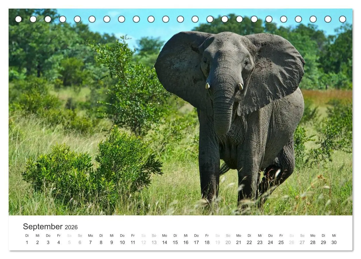Bild: 9783457980408 | Elefanten - Sanfte Riesen in Afrika (Tischkalender 2026 DIN A5...