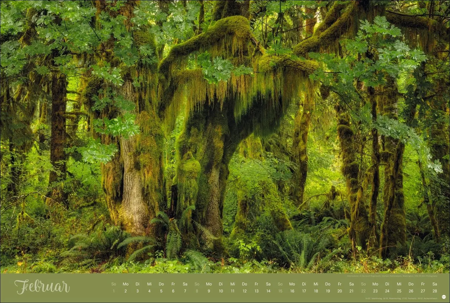 Bild: 9783756410408 | Zauberwälder Edition Kalender 2026 | Heye | Kalender | Spiralbindung