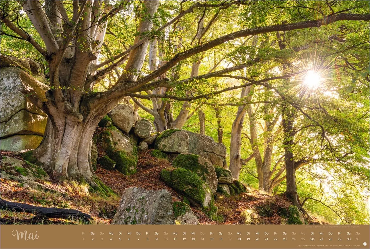 Bild: 9783756410408 | Zauberwälder Edition Kalender 2026 | Heye | Kalender | Spiralbindung