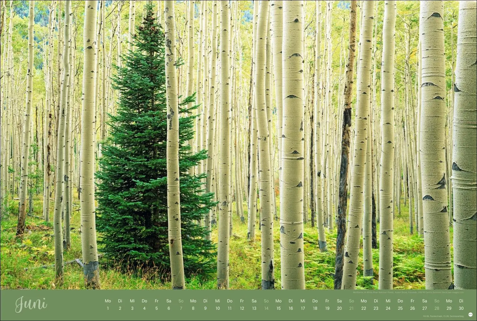 Bild: 9783756410408 | Zauberwälder Edition Kalender 2026 | Heye | Kalender | Spiralbindung