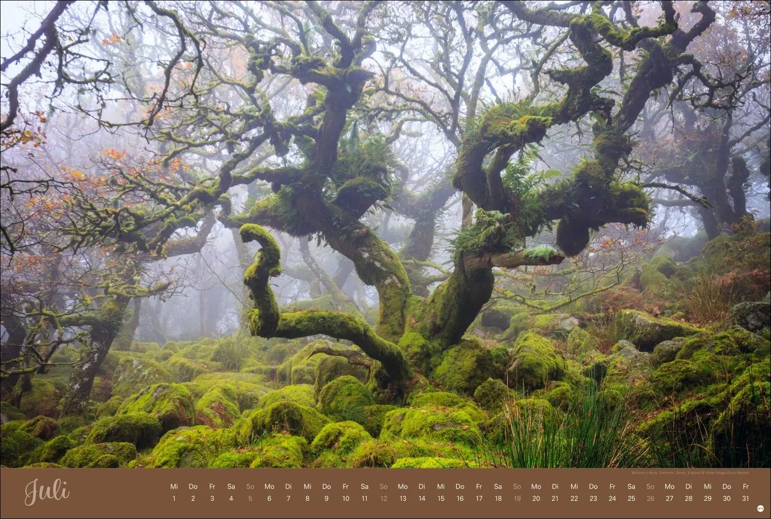 Bild: 9783756410408 | Zauberwälder Edition Kalender 2026 | Heye | Kalender | Spiralbindung