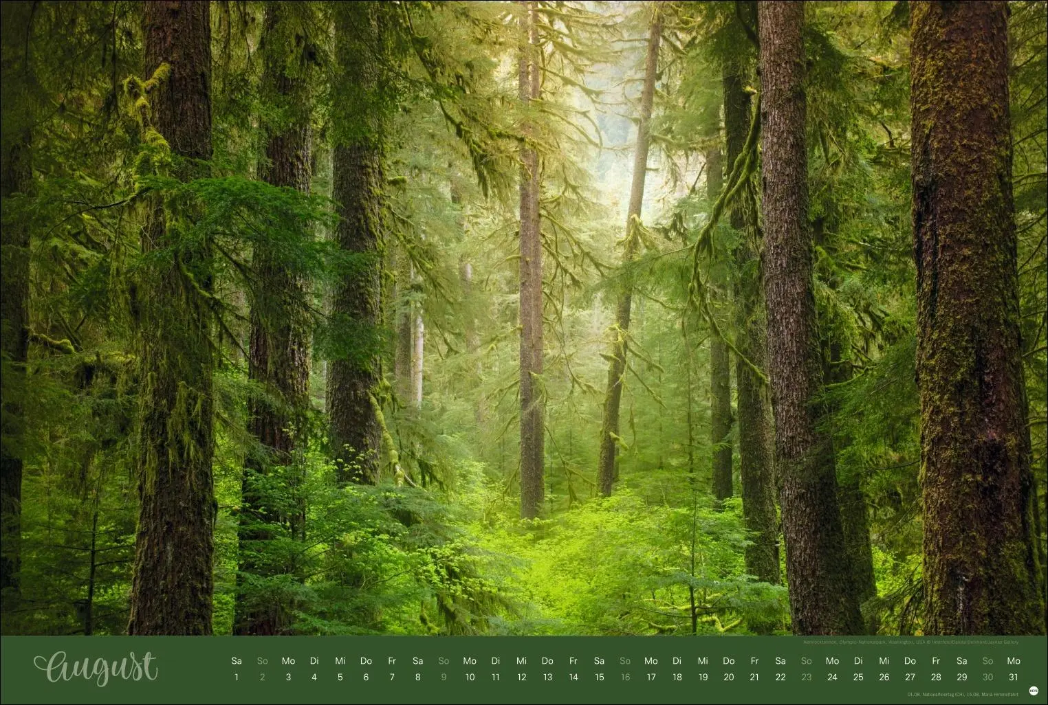 Bild: 9783756410408 | Zauberwälder Edition Kalender 2026 | Heye | Kalender | Spiralbindung