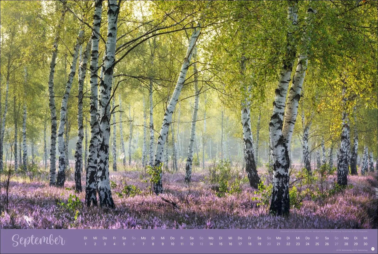 Bild: 9783756410408 | Zauberwälder Edition Kalender 2026 | Heye | Kalender | Spiralbindung