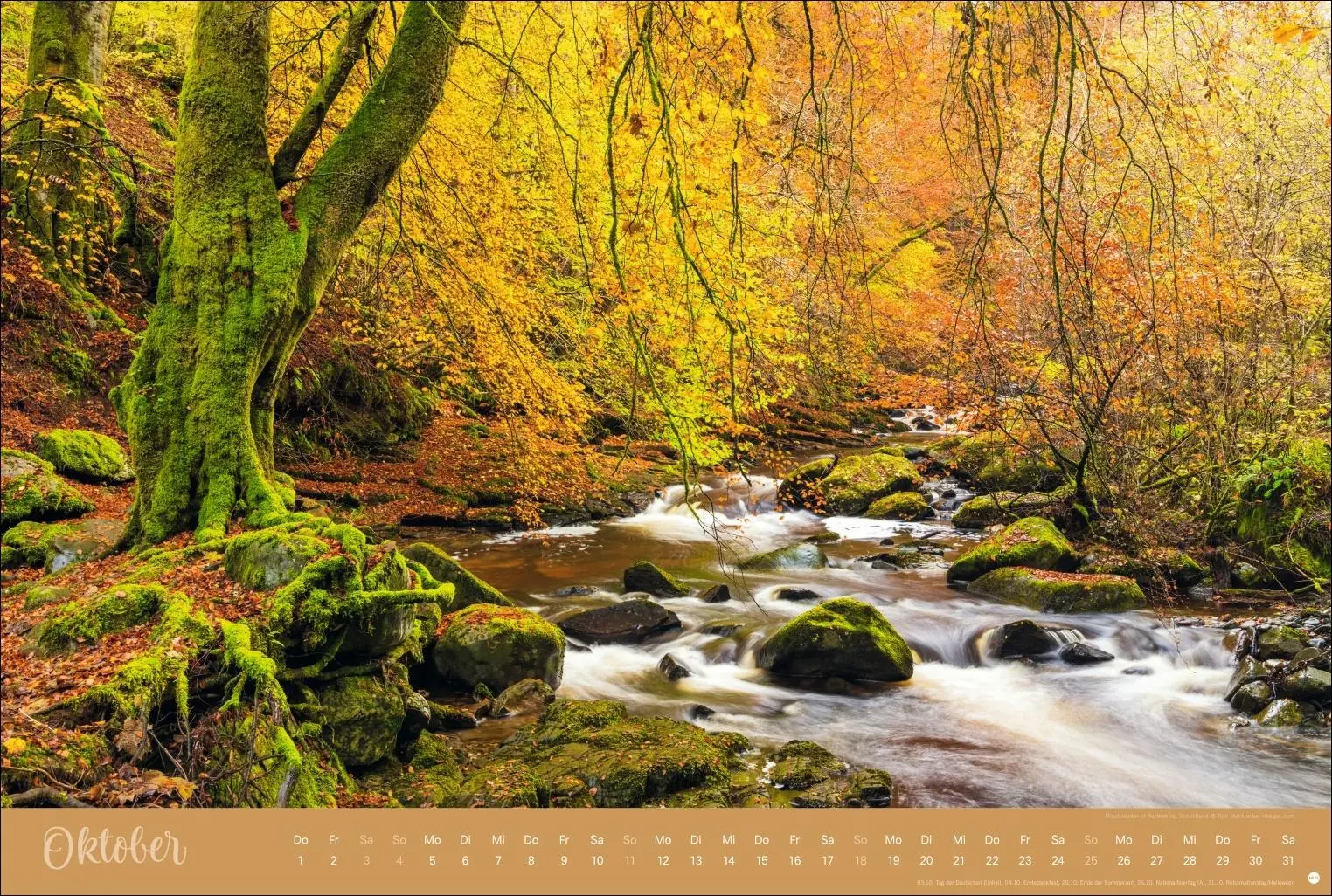 Bild: 9783756410408 | Zauberwälder Edition Kalender 2026 | Heye | Kalender | Spiralbindung