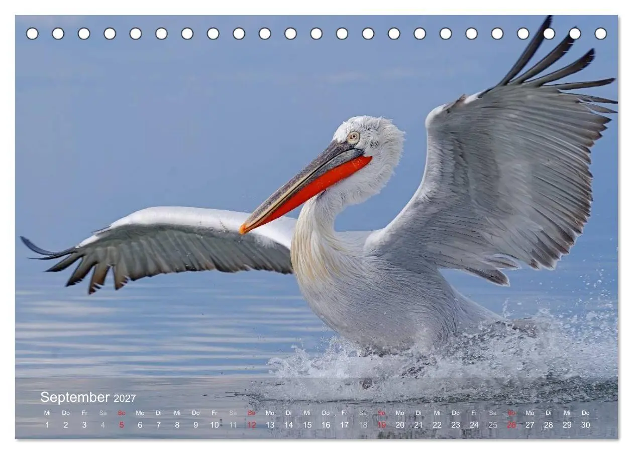 Bild: 9783594110508 | Pelikan-Kalender (Tischkalender 2027 DIN A5 quer), CALVENDO...
