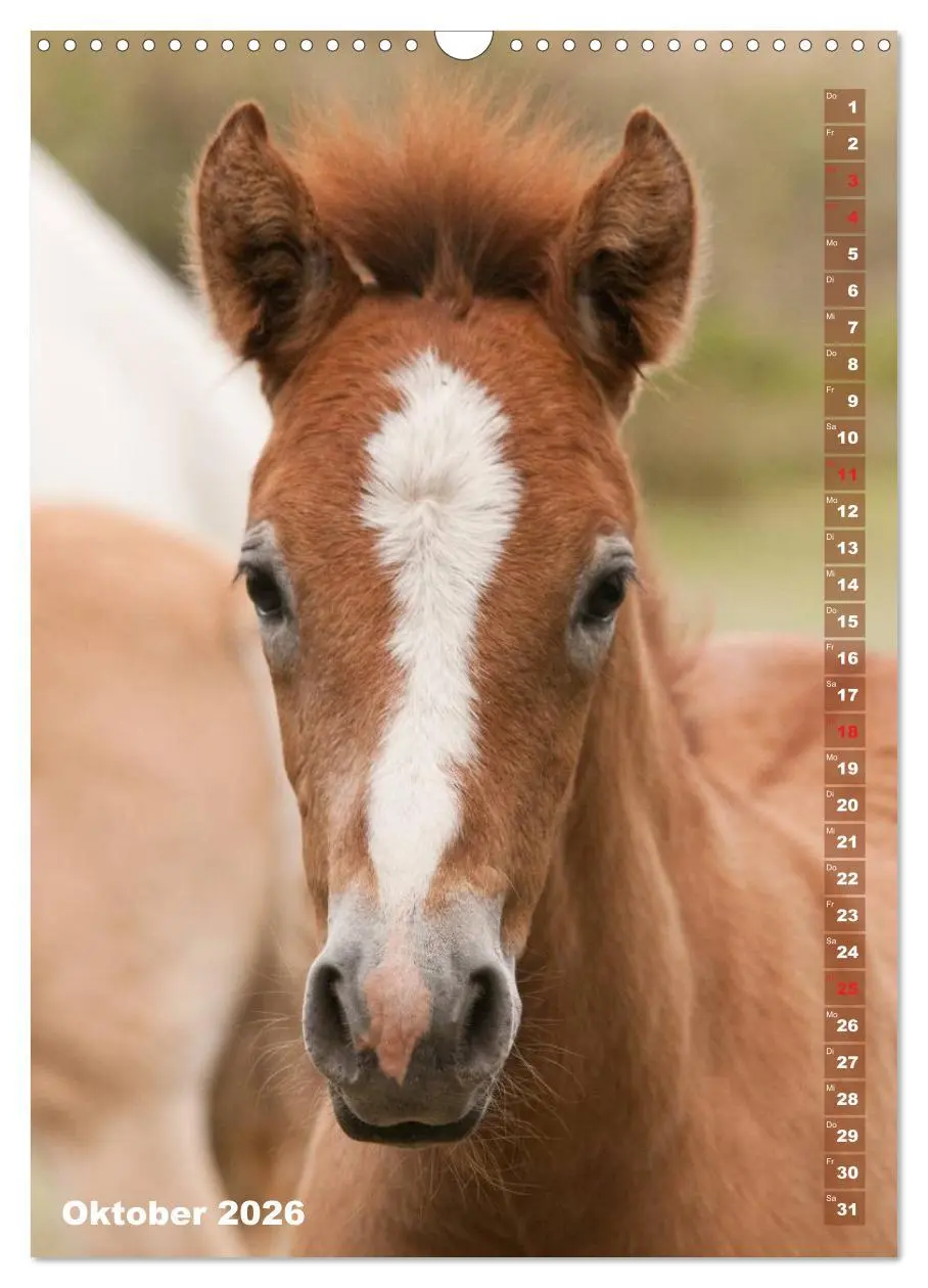 Bild: 9783516430608 | Fohlen im Porträt (Wandkalender 2026 DIN A3 hoch), CALVENDO...