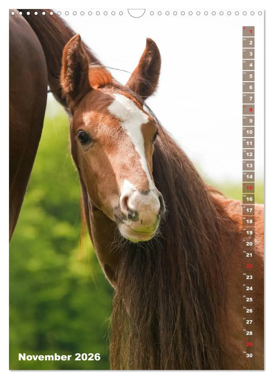 Bild: 9783516430608 | Fohlen im Porträt (Wandkalender 2026 DIN A3 hoch), CALVENDO...