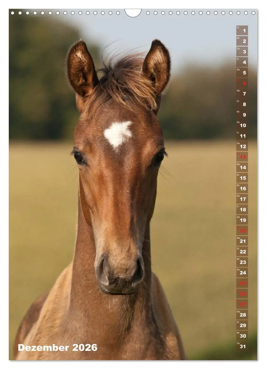 Bild: 9783516430608 | Fohlen im Porträt (Wandkalender 2026 DIN A3 hoch), CALVENDO...