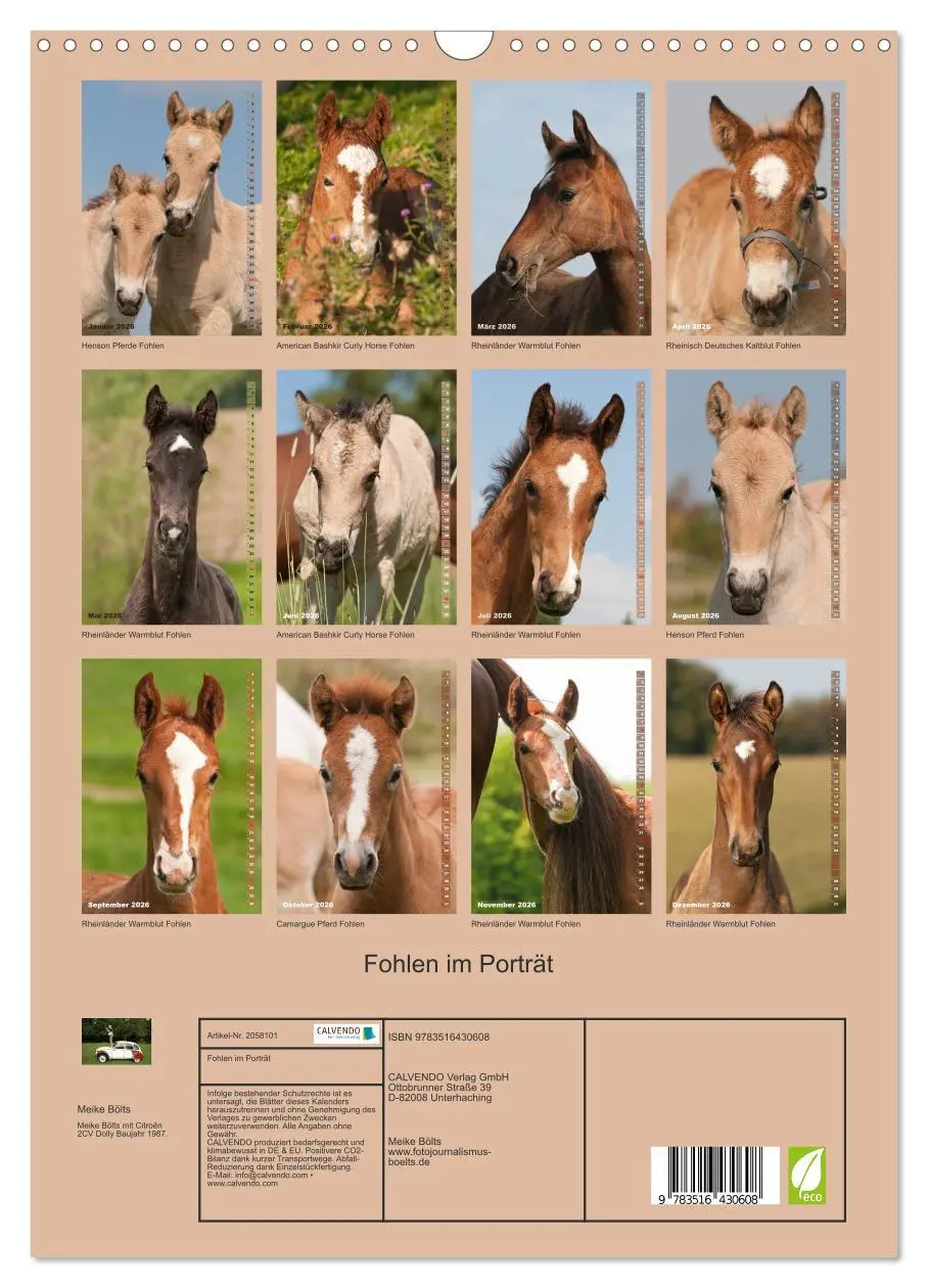 Bild: 9783516430608 | Fohlen im Porträt (Wandkalender 2026 DIN A3 hoch), CALVENDO...