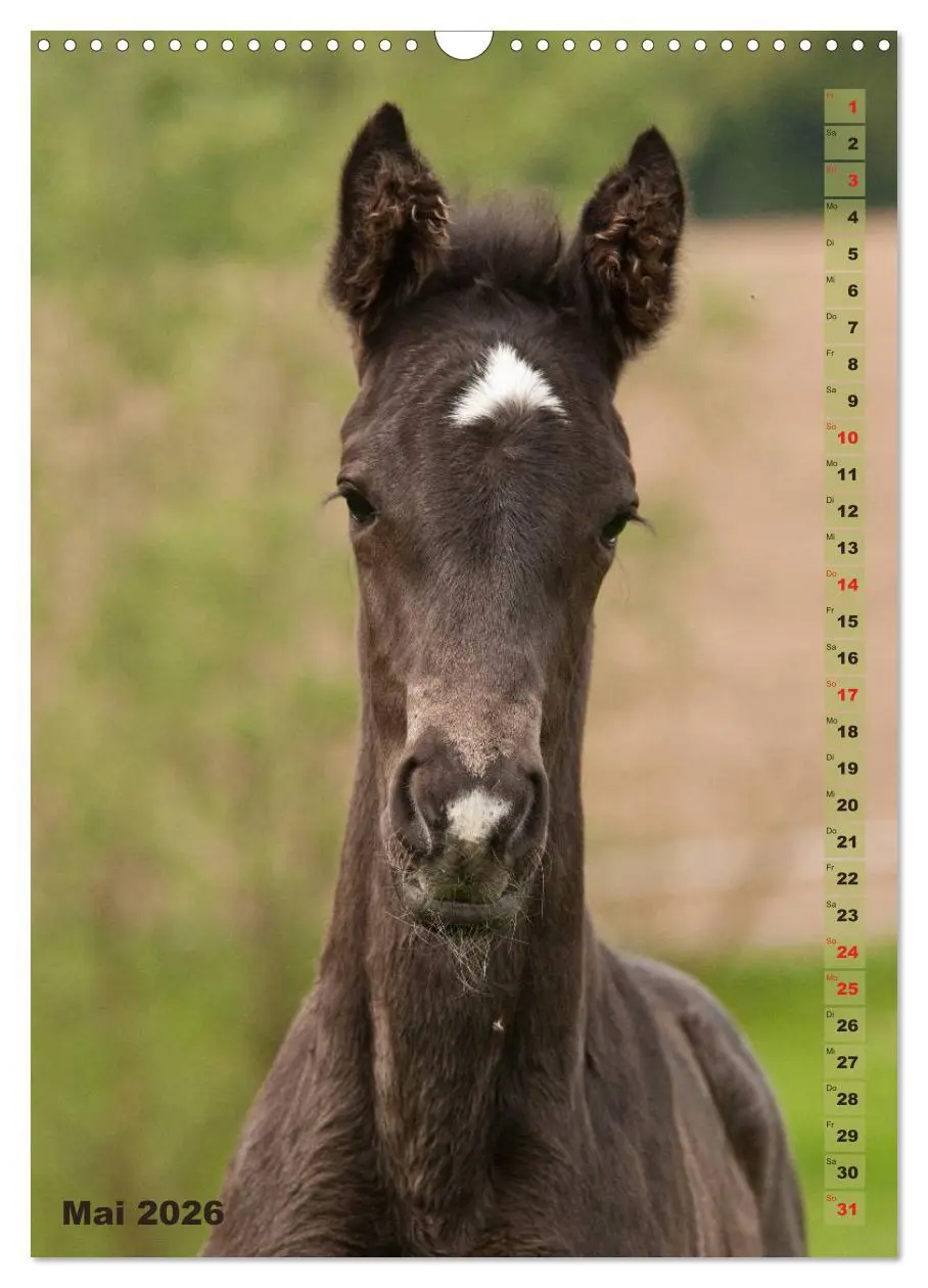 Bild: 9783516430608 | Fohlen im Porträt (Wandkalender 2026 DIN A3 hoch), CALVENDO...