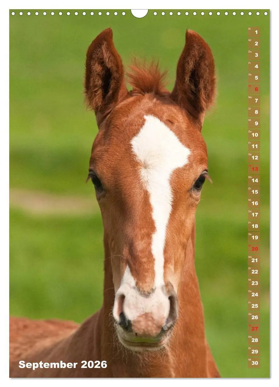 Bild: 9783516430608 | Fohlen im Porträt (Wandkalender 2026 DIN A3 hoch), CALVENDO...