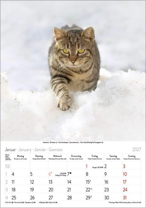 Bild: 9783819300608 | Katzen 2027 | Verlag Korsch | Kalender | Spiralbindung | 13 S. | 2027