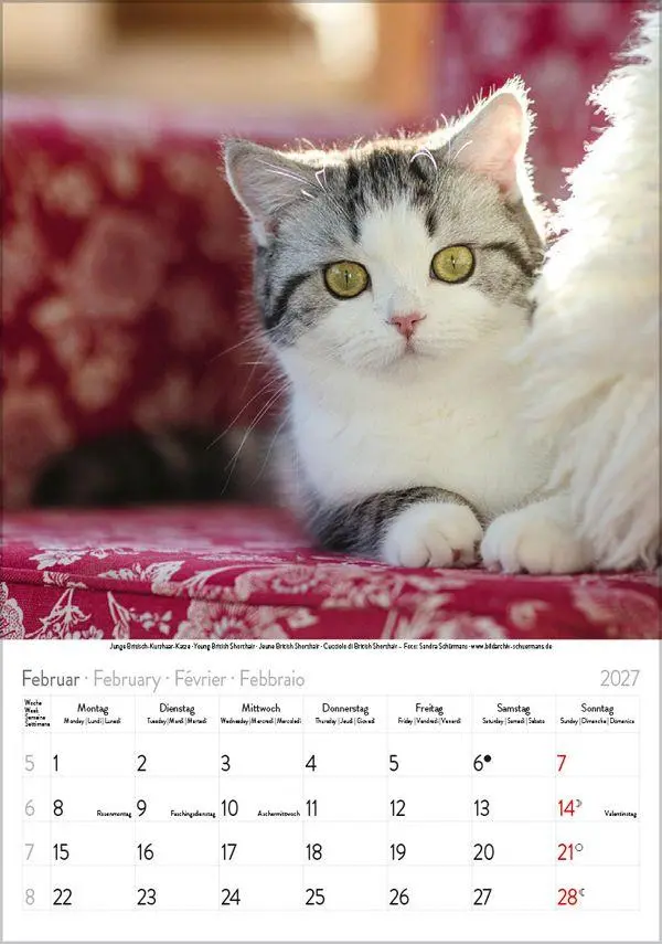 Bild: 9783819300608 | Katzen 2027 | Verlag Korsch | Kalender | Spiralbindung | 13 S. | 2027