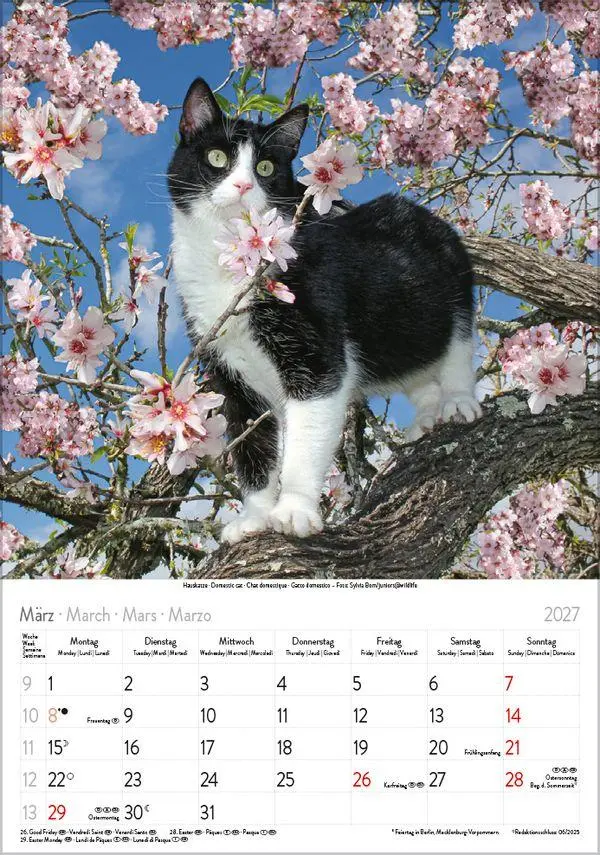 Bild: 9783819300608 | Katzen 2027 | Verlag Korsch | Kalender | Spiralbindung | 13 S. | 2027