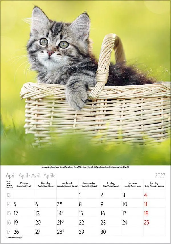 Bild: 9783819300608 | Katzen 2027 | Verlag Korsch | Kalender | Spiralbindung | 13 S. | 2027