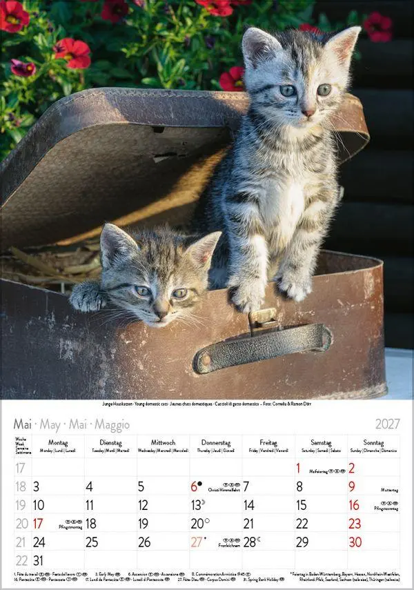 Bild: 9783819300608 | Katzen 2027 | Verlag Korsch | Kalender | Spiralbindung | 13 S. | 2027