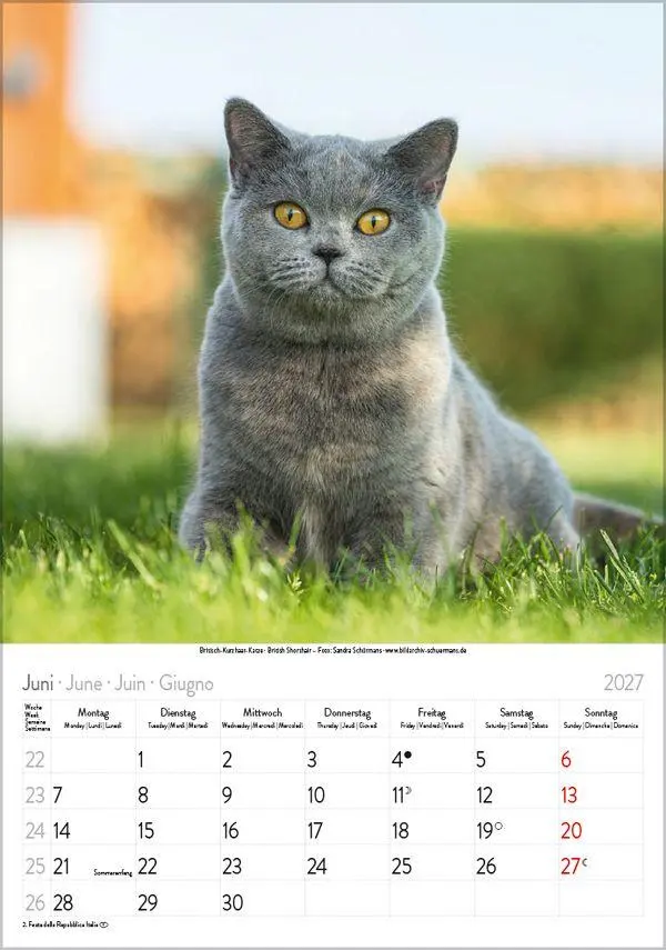 Bild: 9783819300608 | Katzen 2027 | Verlag Korsch | Kalender | Spiralbindung | 13 S. | 2027