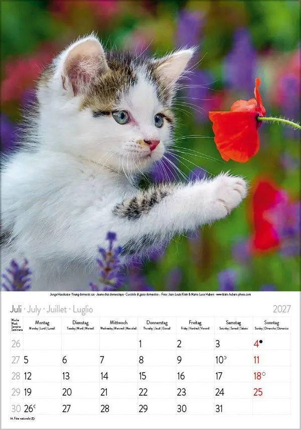 Bild: 9783819300608 | Katzen 2027 | Verlag Korsch | Kalender | Spiralbindung | 13 S. | 2027