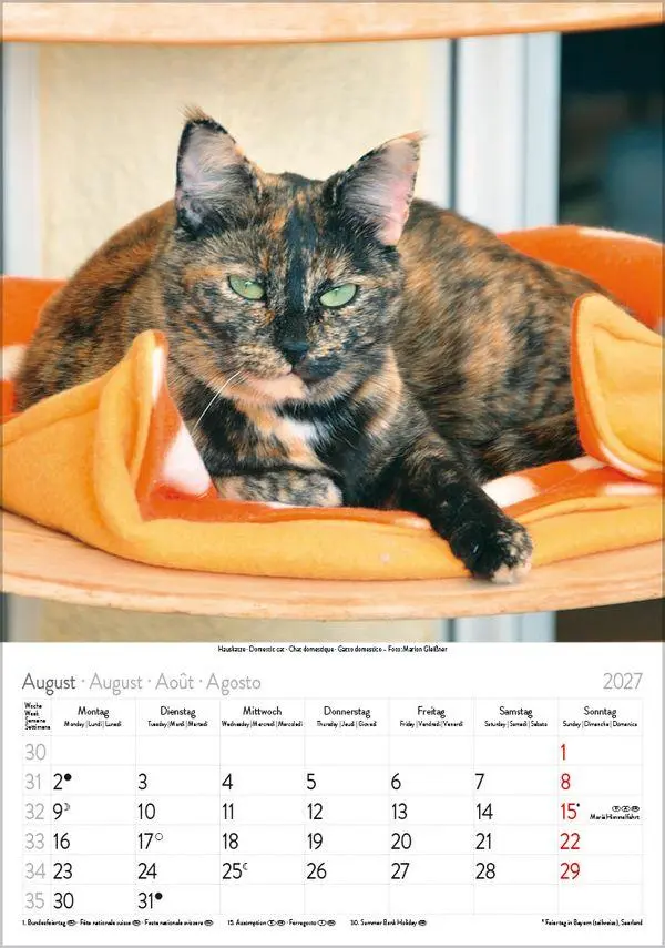 Bild: 9783819300608 | Katzen 2027 | Verlag Korsch | Kalender | Spiralbindung | 13 S. | 2027
