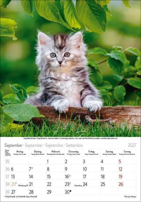 Bild: 9783819300608 | Katzen 2027 | Verlag Korsch | Kalender | Spiralbindung | 13 S. | 2027