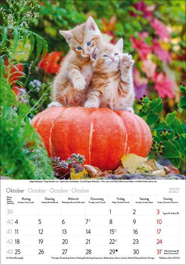 Bild: 9783819300608 | Katzen 2027 | Verlag Korsch | Kalender | Spiralbindung | 13 S. | 2027