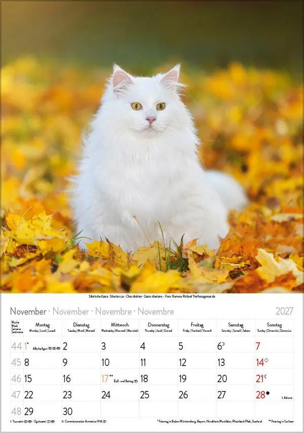 Bild: 9783819300608 | Katzen 2027 | Verlag Korsch | Kalender | Spiralbindung | 13 S. | 2027