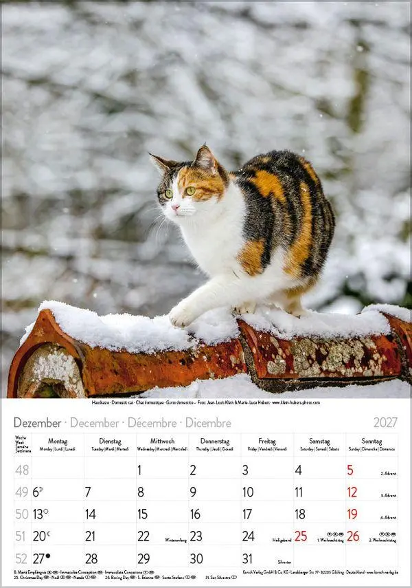 Bild: 9783819300608 | Katzen 2027 | Verlag Korsch | Kalender | Spiralbindung | 13 S. | 2027