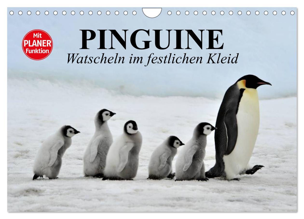 Cover: 9783435550708 | Pinguine - Watscheln im festlichen Kleid (Wandkalender 2025 DIN A4...