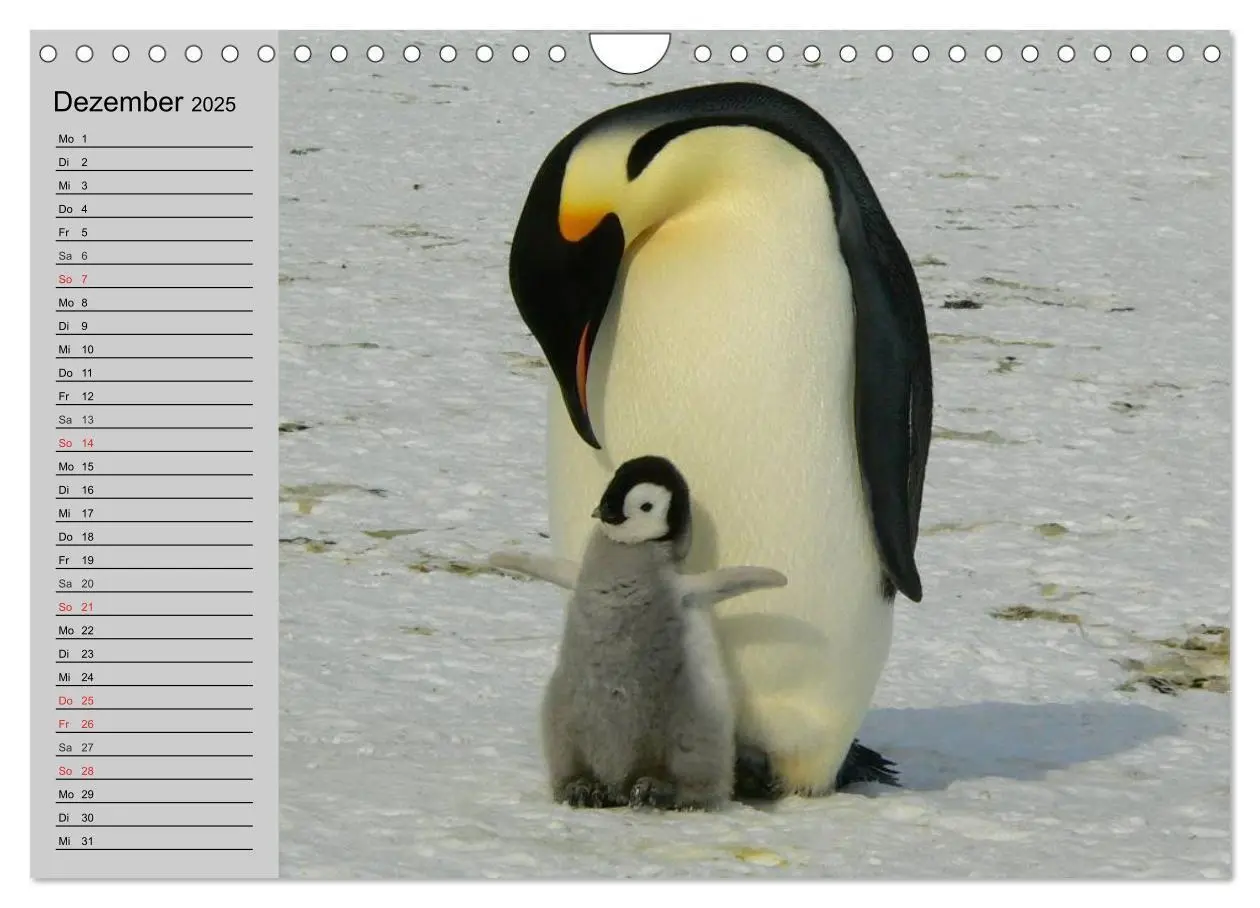 Bild: 9783435550708 | Pinguine - Watscheln im festlichen Kleid (Wandkalender 2025 DIN A4...