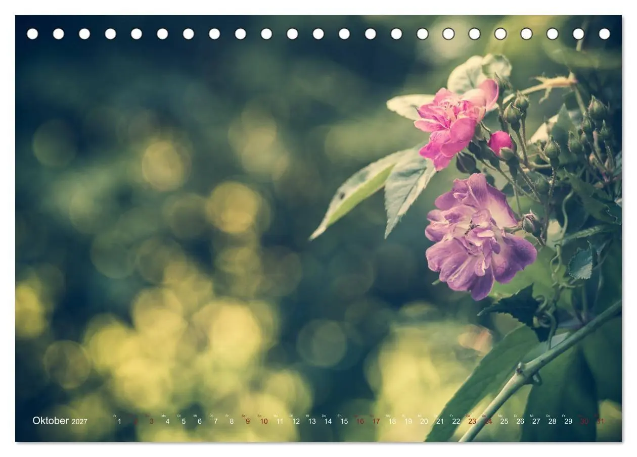 Bild: 9783569810808 | Die Welt der Alten Rosen (Tischkalender 2027 DIN A5 quer), CALVENDO...