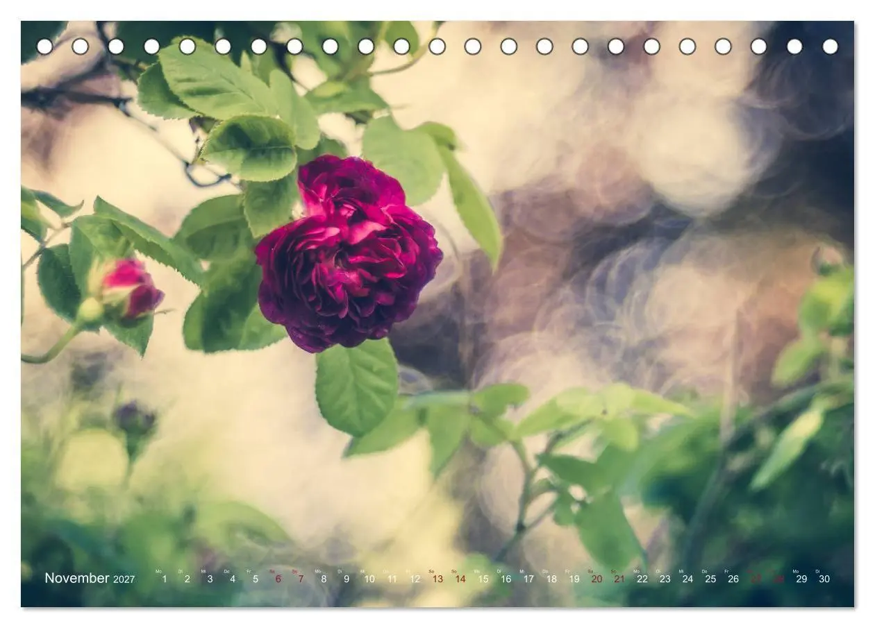 Bild: 9783569810808 | Die Welt der Alten Rosen (Tischkalender 2027 DIN A5 quer), CALVENDO...