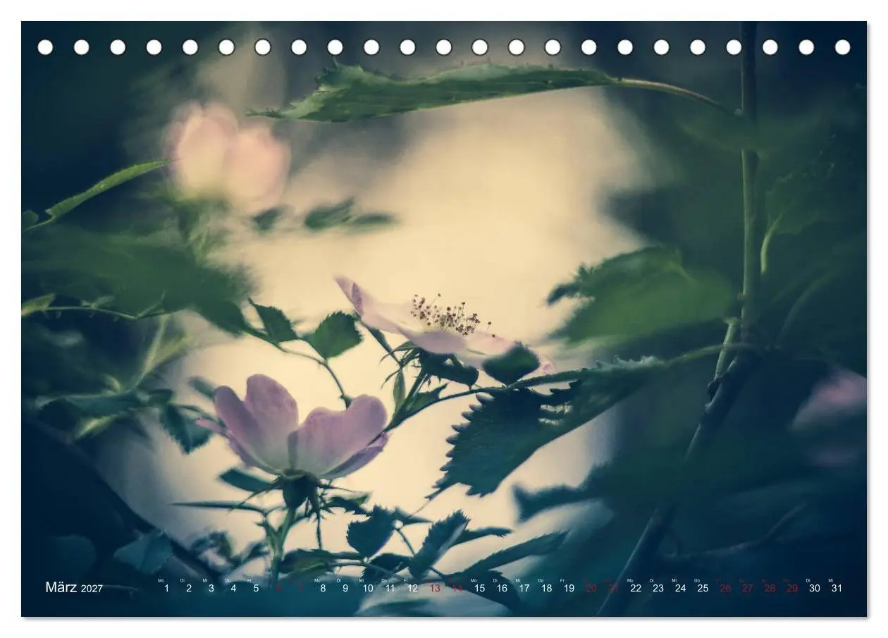 Bild: 9783569810808 | Die Welt der Alten Rosen (Tischkalender 2027 DIN A5 quer), CALVENDO...