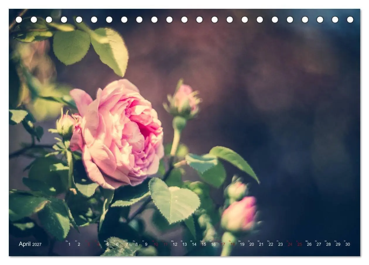 Bild: 9783569810808 | Die Welt der Alten Rosen (Tischkalender 2027 DIN A5 quer), CALVENDO...